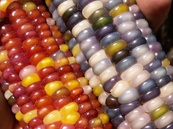 real_corn_on_the_cob_that_comes_in_colors