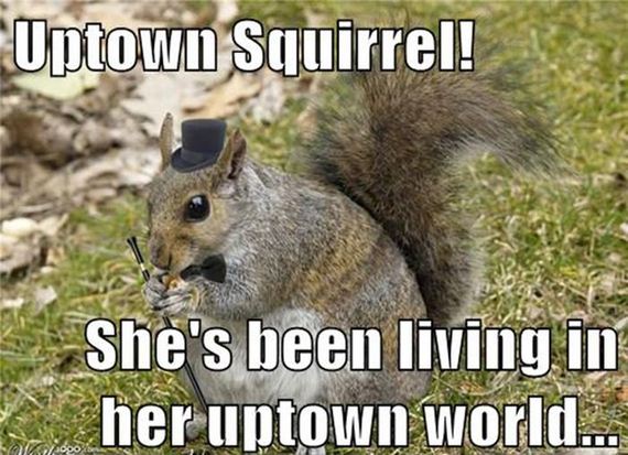 replace_it_with_squirrel