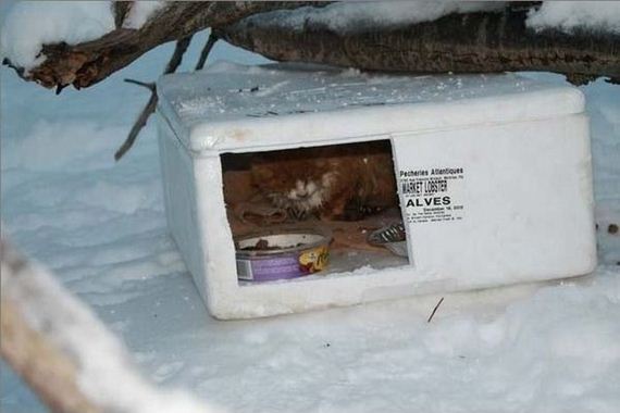 rescue_cats