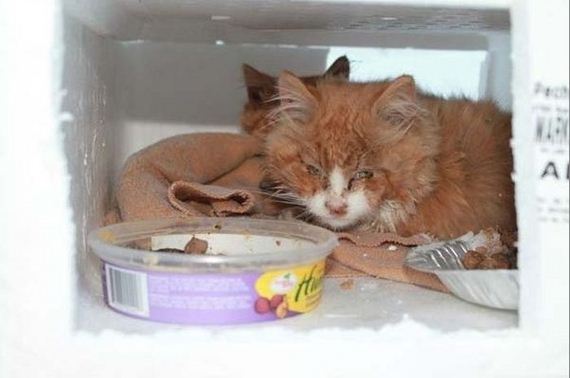 rescue_cats