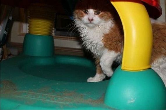 rescue_cats
