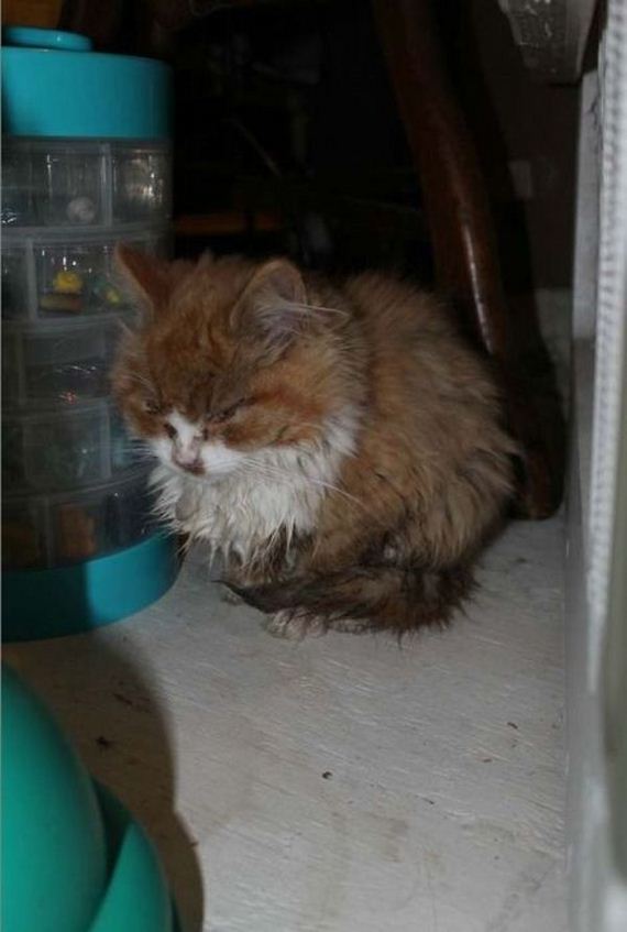 rescue_cats