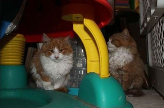 rescue_cats