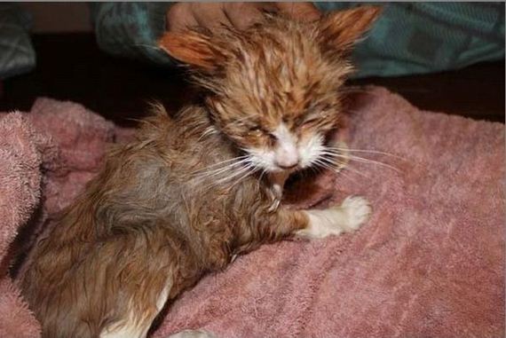 rescue_cats