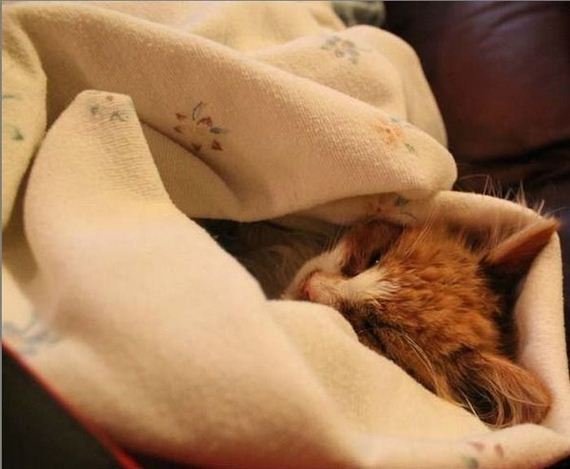 rescue_cats