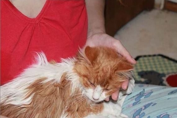 rescue_cats