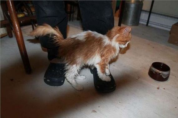 rescue_cats