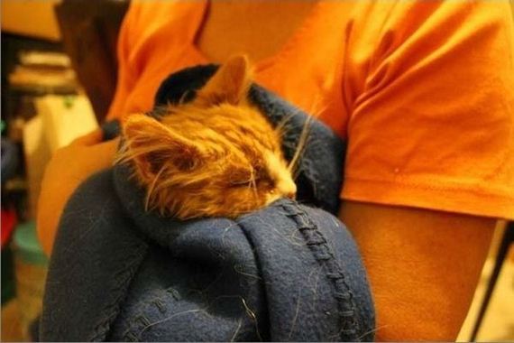 rescue_cats