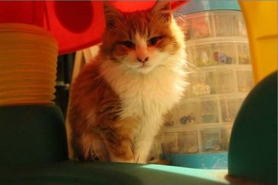 rescue_cats
