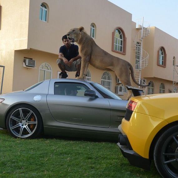 rich_guy_rith_lions_instagram