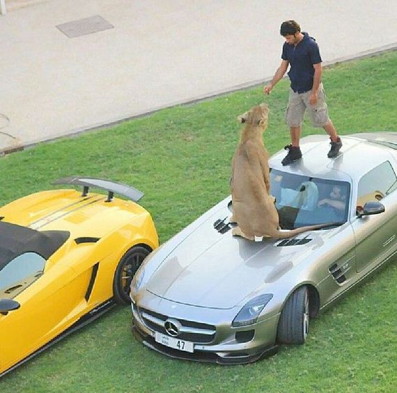 rich_guy_rith_lions_instagram