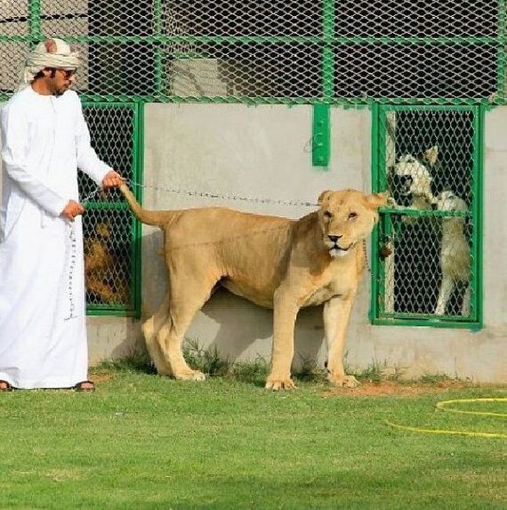 rich_guy_rith_lions_instagram