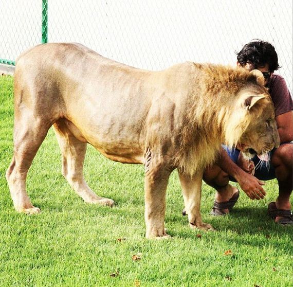 rich_guy_rith_lions_instagram