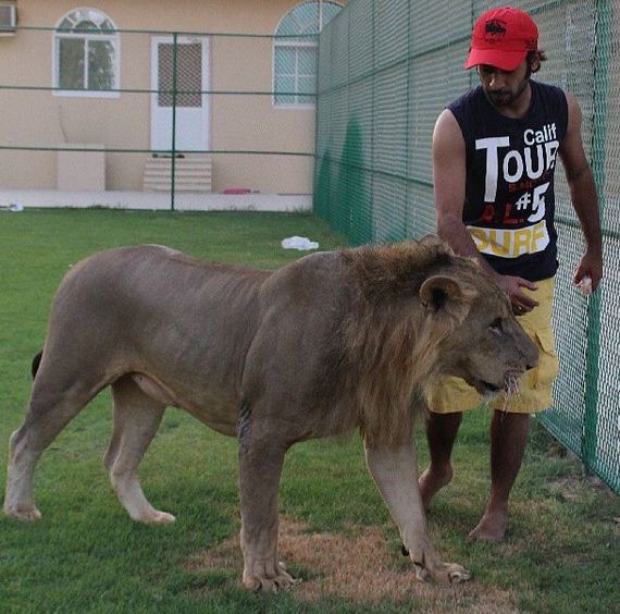 rich_guy_rith_lions_instagram