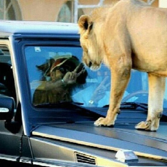 rich_guy_rith_lions_instagram