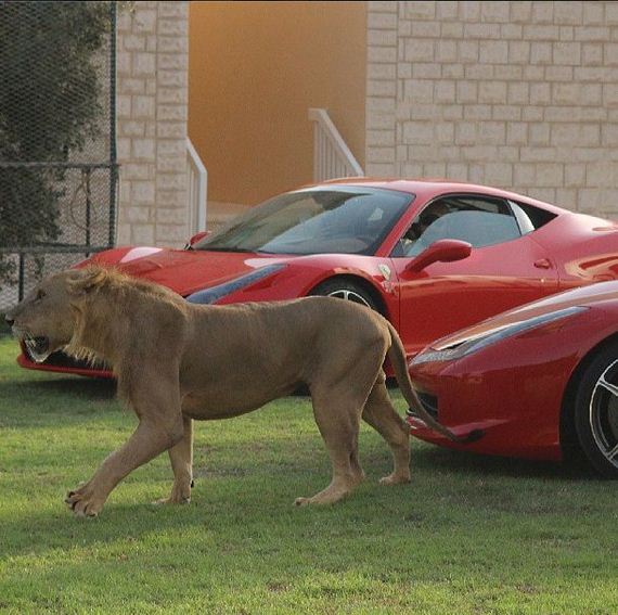 rich_guy_rith_lions_instagram