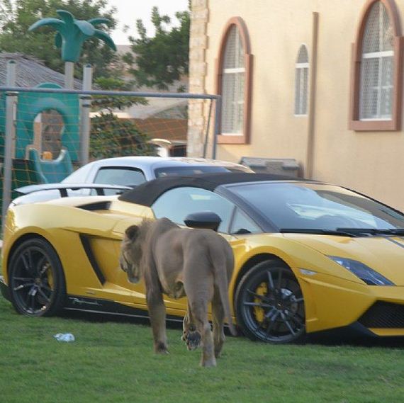 rich_guy_rith_lions_instagram