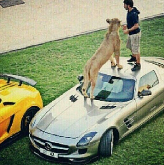 rich_guy_rith_lions_instagram