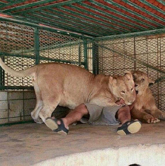 rich_guy_rith_lions_instagram