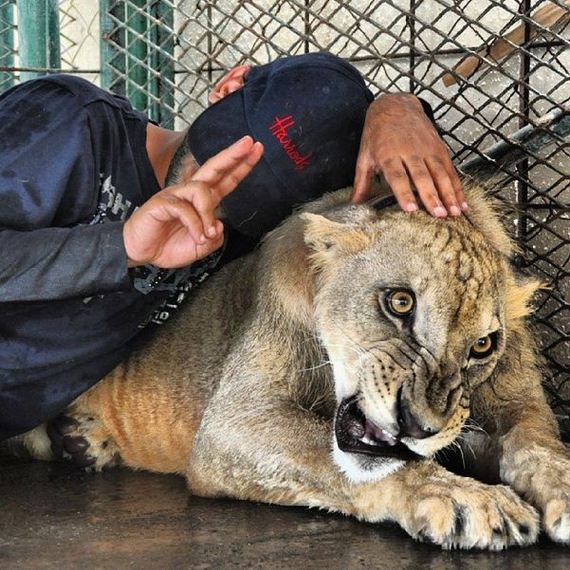 rich_guy_rith_lions_instagram