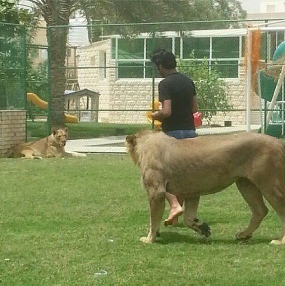 rich_guy_rith_lions_instagram