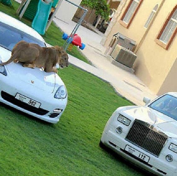 rich_guy_rith_lions_instagram
