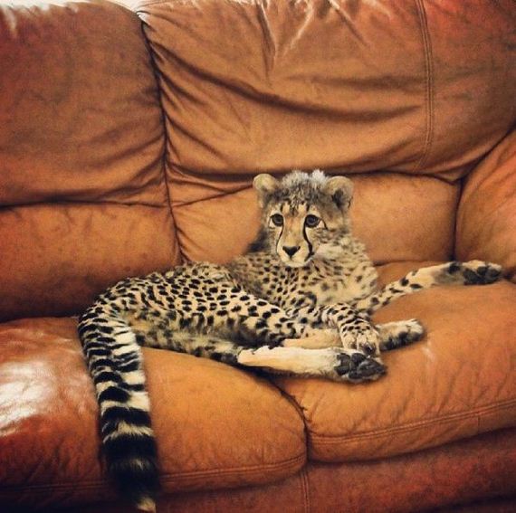 rich_guy_rith_lions_instagram