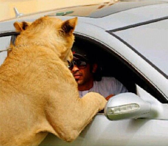 rich_guy_rith_lions_instagram