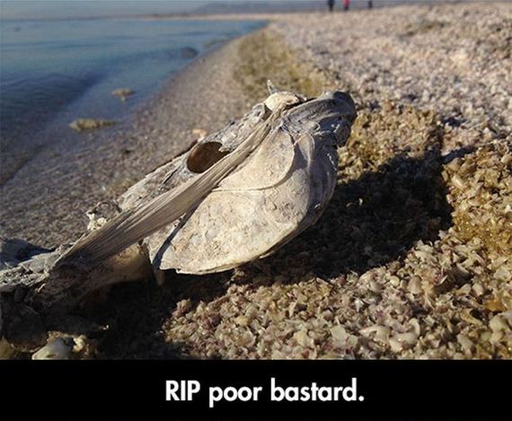 salton_sea