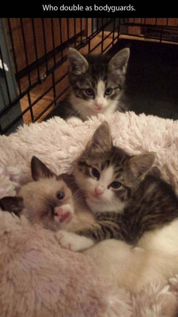 sir_stuffington