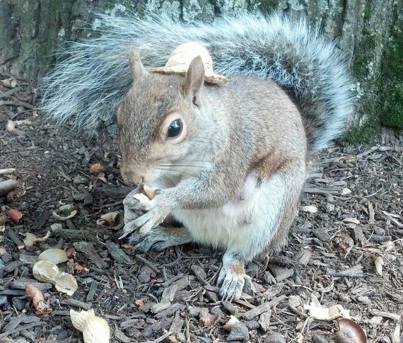 sneezy-the-squirrel-loves