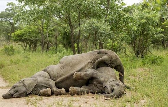 some-elephants-got-drunk