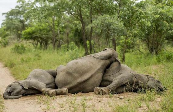 some-elephants-got-drunk