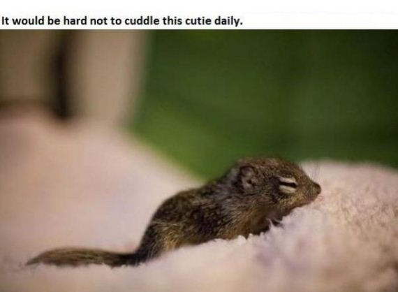 story_of_tiniest_rescued