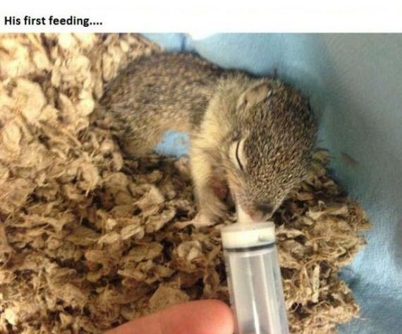 story_of_tiniest_rescued