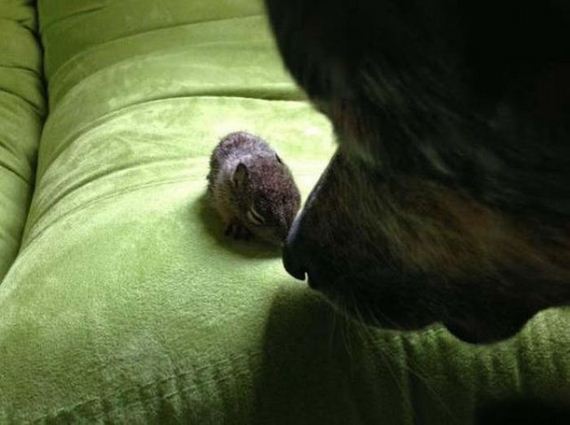 story_of_tiniest_rescued