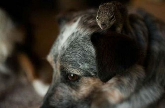 story_of_tiniest_rescued