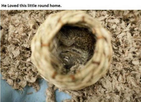 story_of_tiniest_rescued