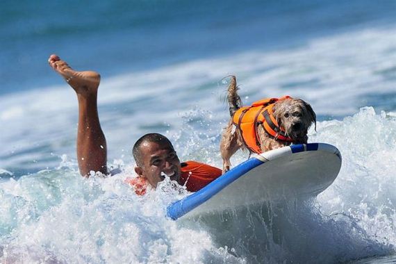 surfs_up_dog