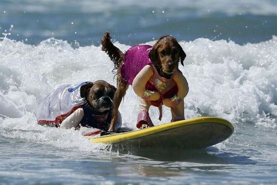 surfs_up_dog