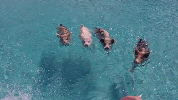 swimming_pigs