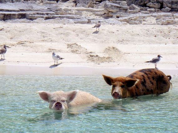 swimming_pigs