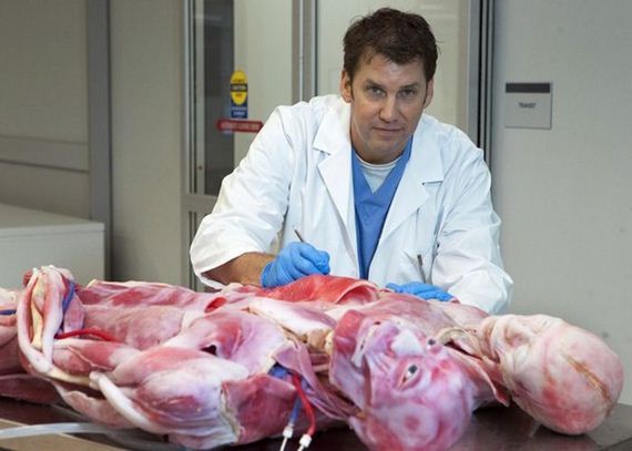 syndaver_01