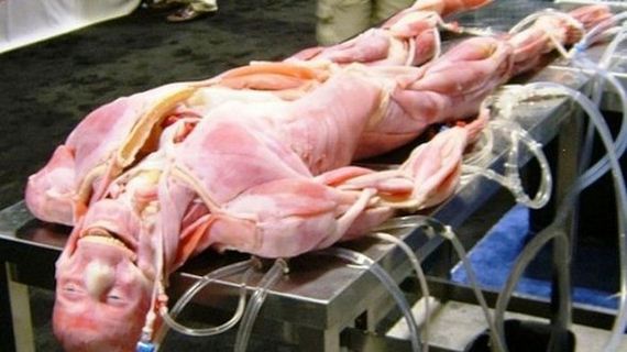 syndaver_01