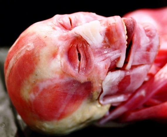 syndaver_01