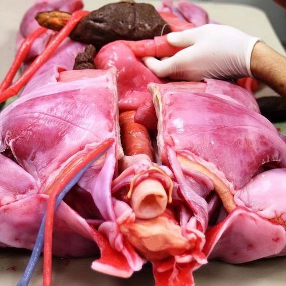 syndaver_01