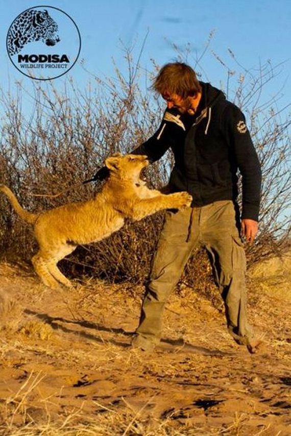 the_man_who_lived_with_lions_in_africa