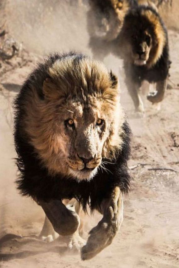 the_man_who_lived_with_lions_in_africa