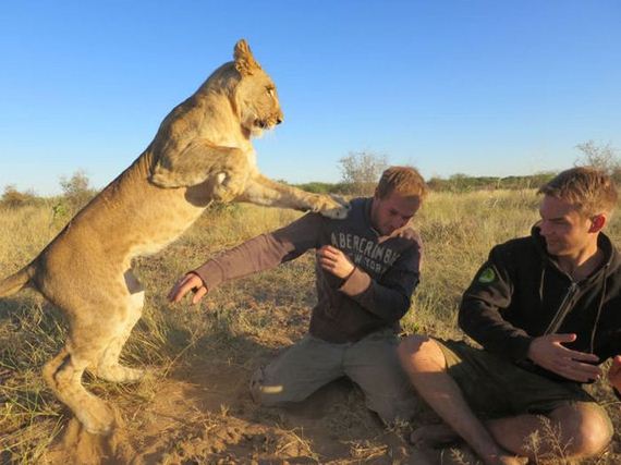 the_man_who_lived_with_lions_in_africa