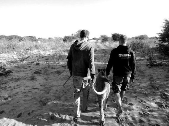 the_man_who_lived_with_lions_in_africa